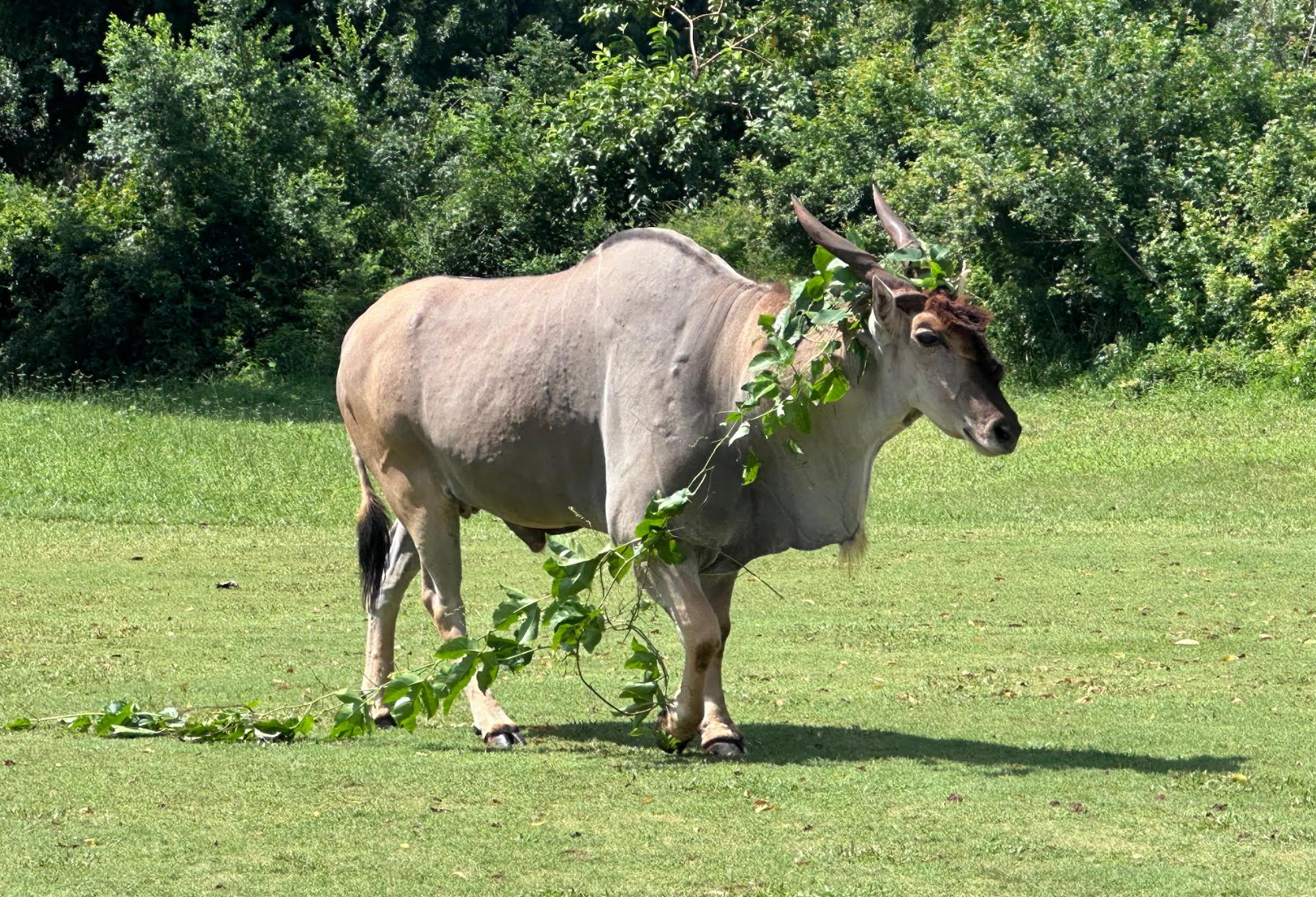 Winning Space for Wildlife: Vipingo 5