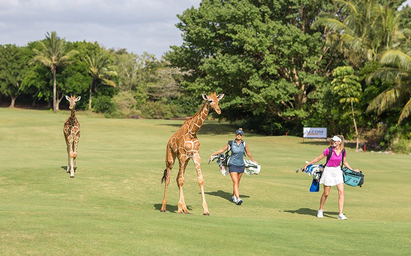 Vipingo Ridge golf Kenya news 2.jpg