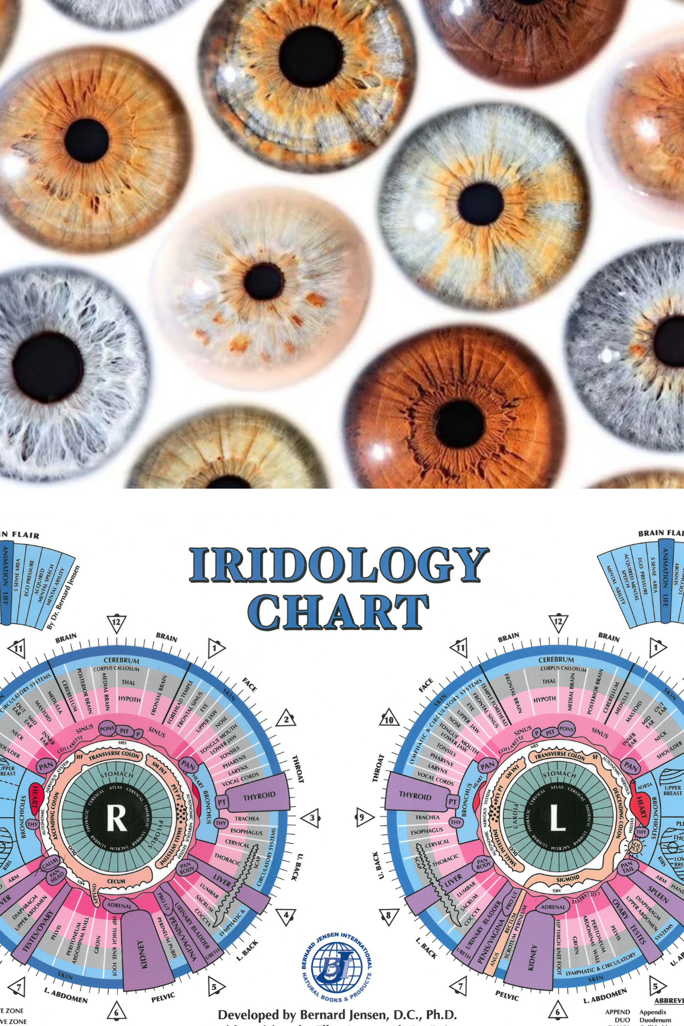 Iridology Analysis