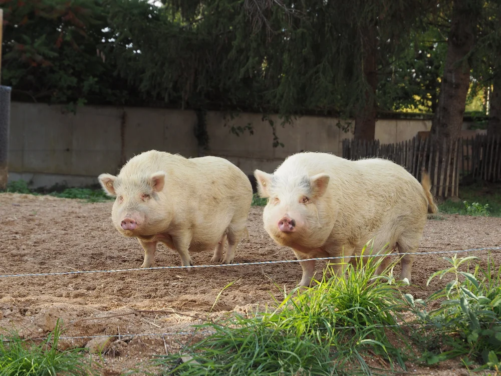 "Fit fir d'Matgesfeld" - pedagogesch Aktivitéite bei de Minischwäin selwer halen