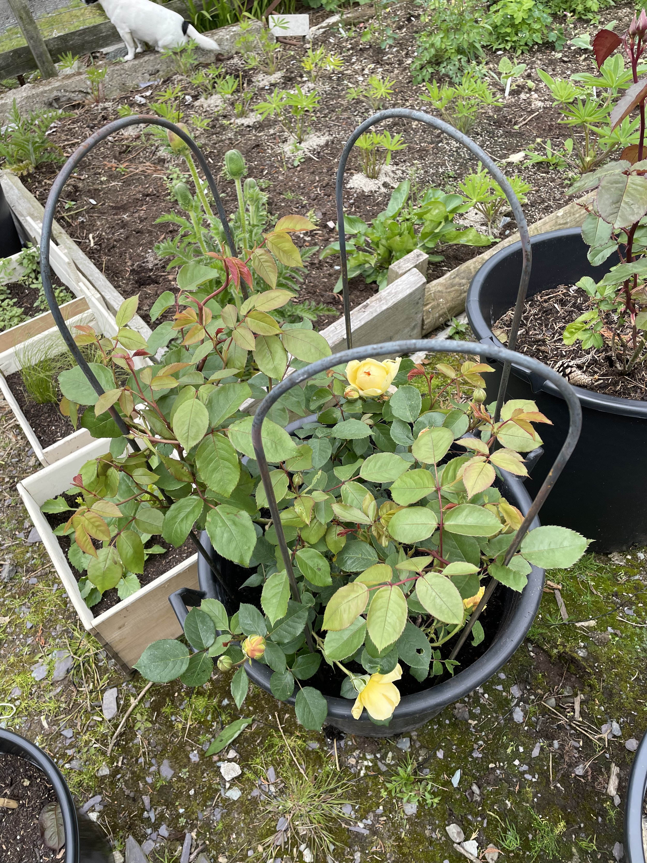 Plant Supports for Pots and Plots