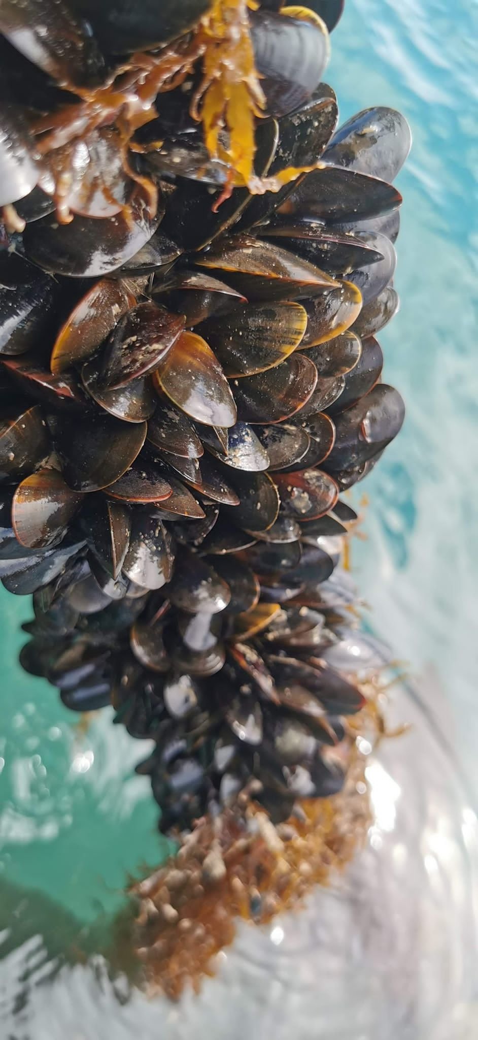 Rope Grown Mussels.JPG