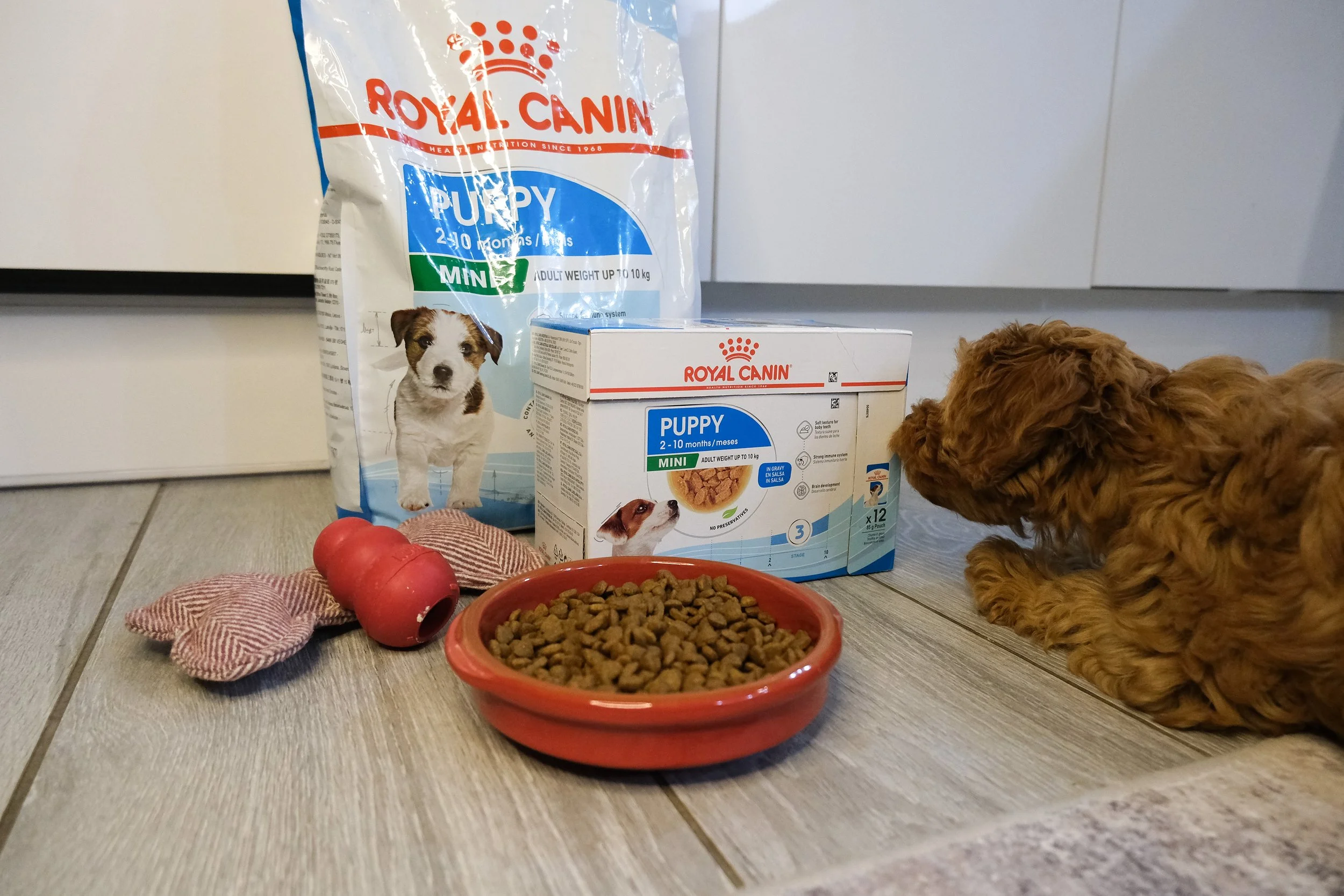Royal Canin 2.jpg