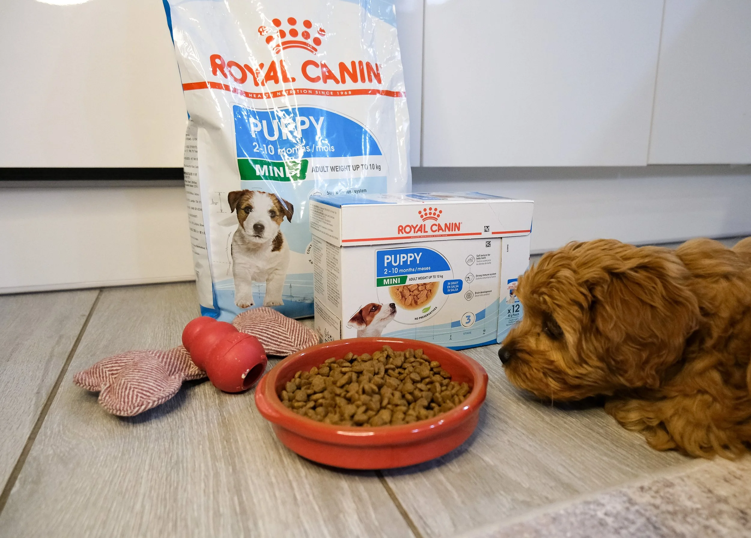 Royal Canin.jpg