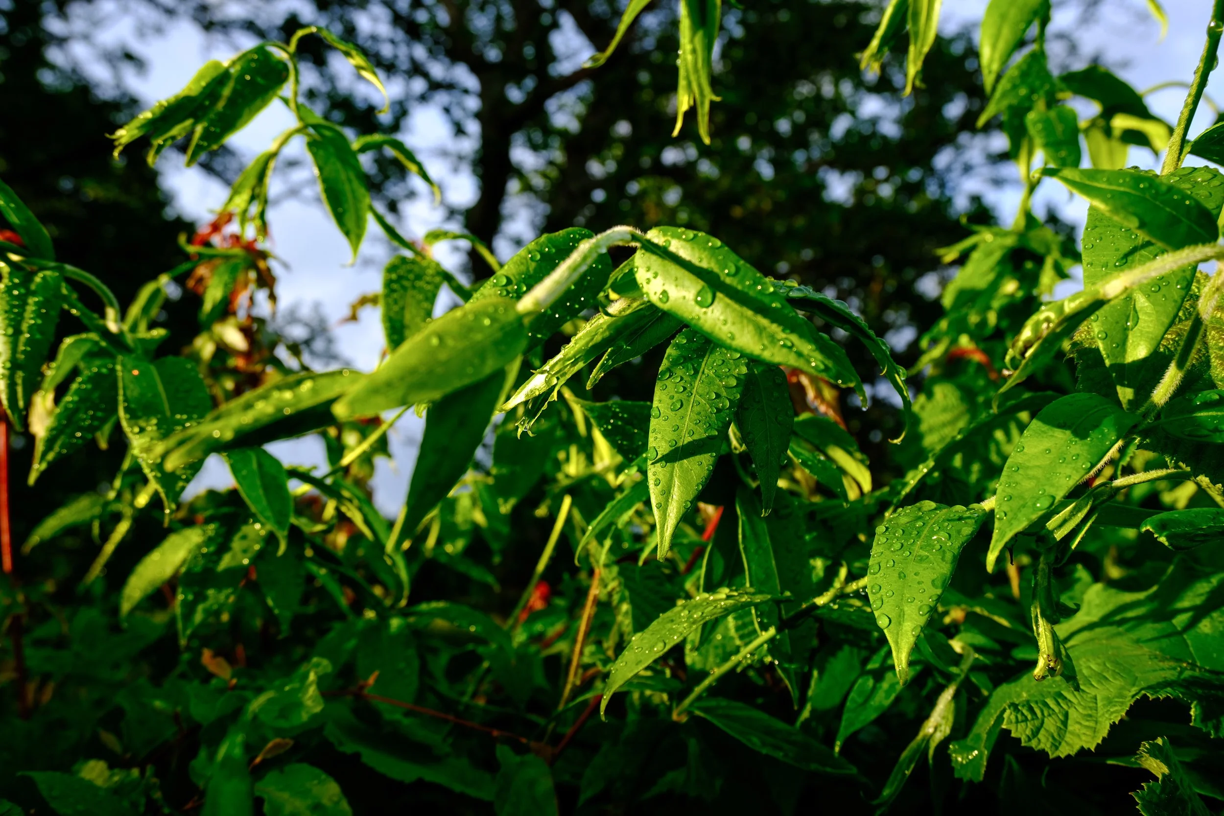 Leaves.jpg