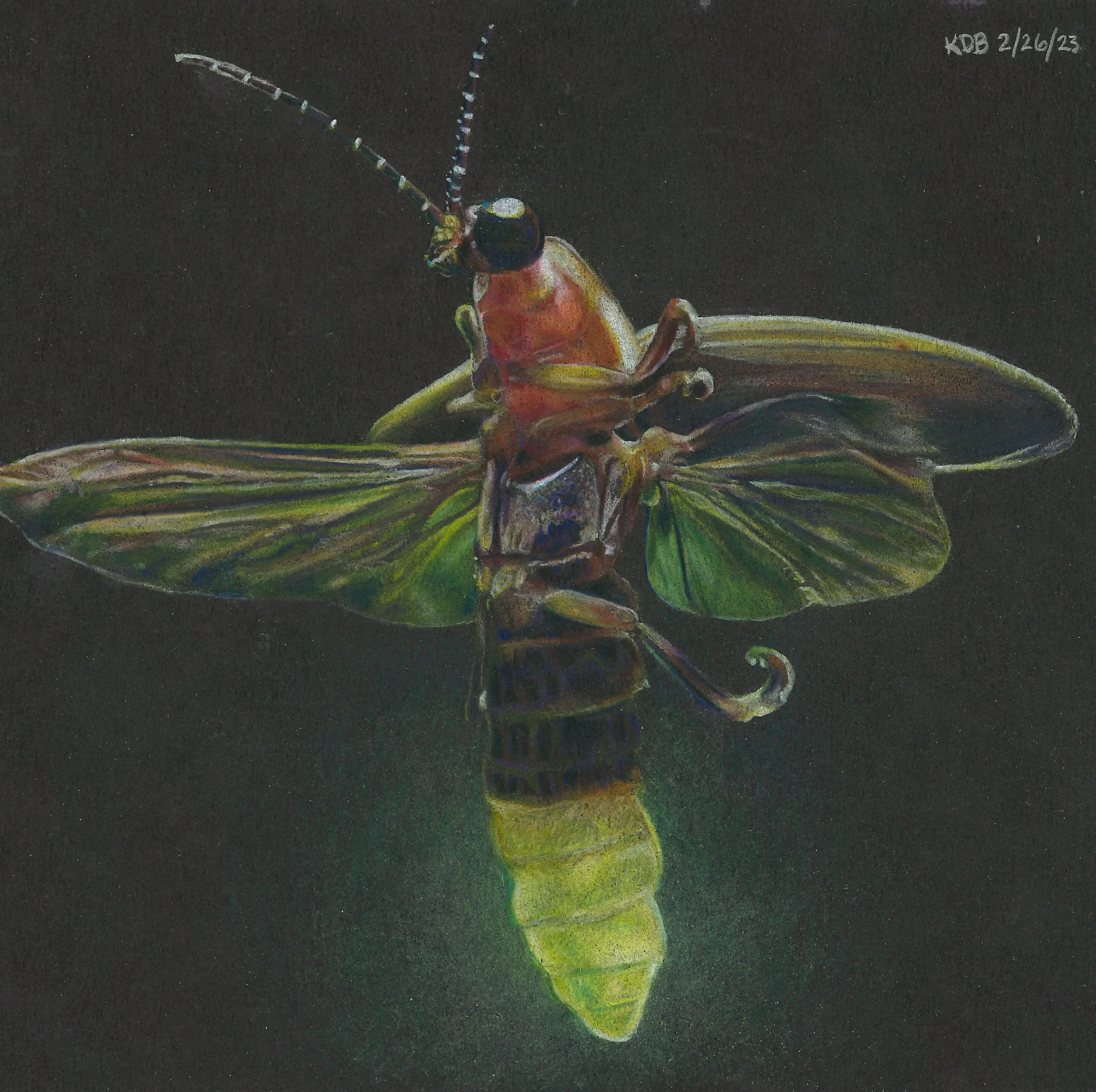 Light Insect Drawing How To Draw Lightning Bugs