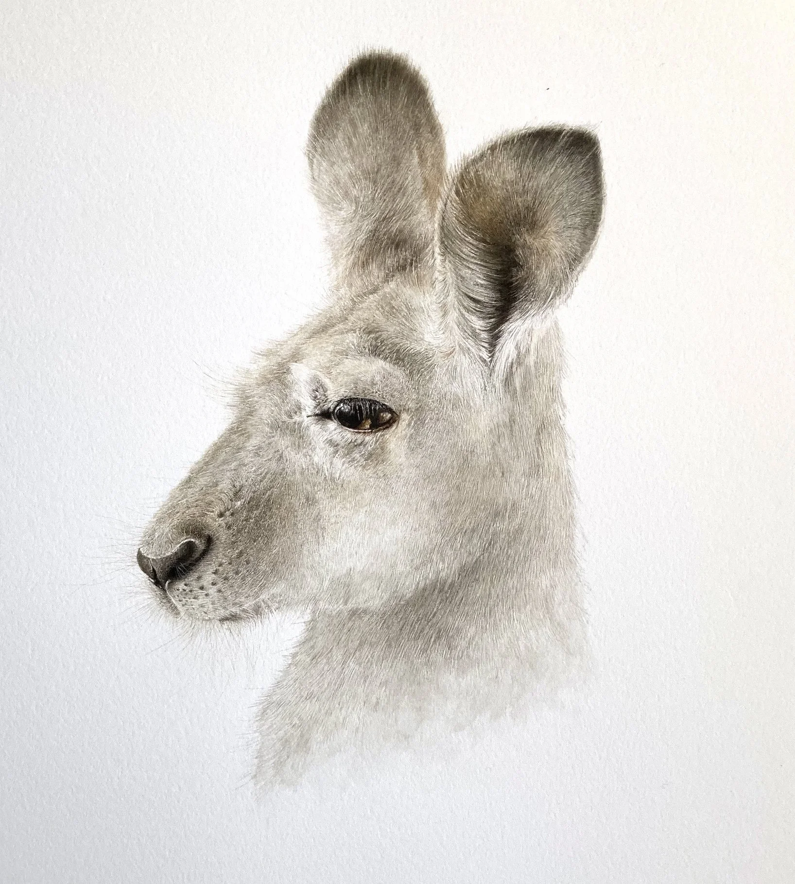 kangaroo1.jpg