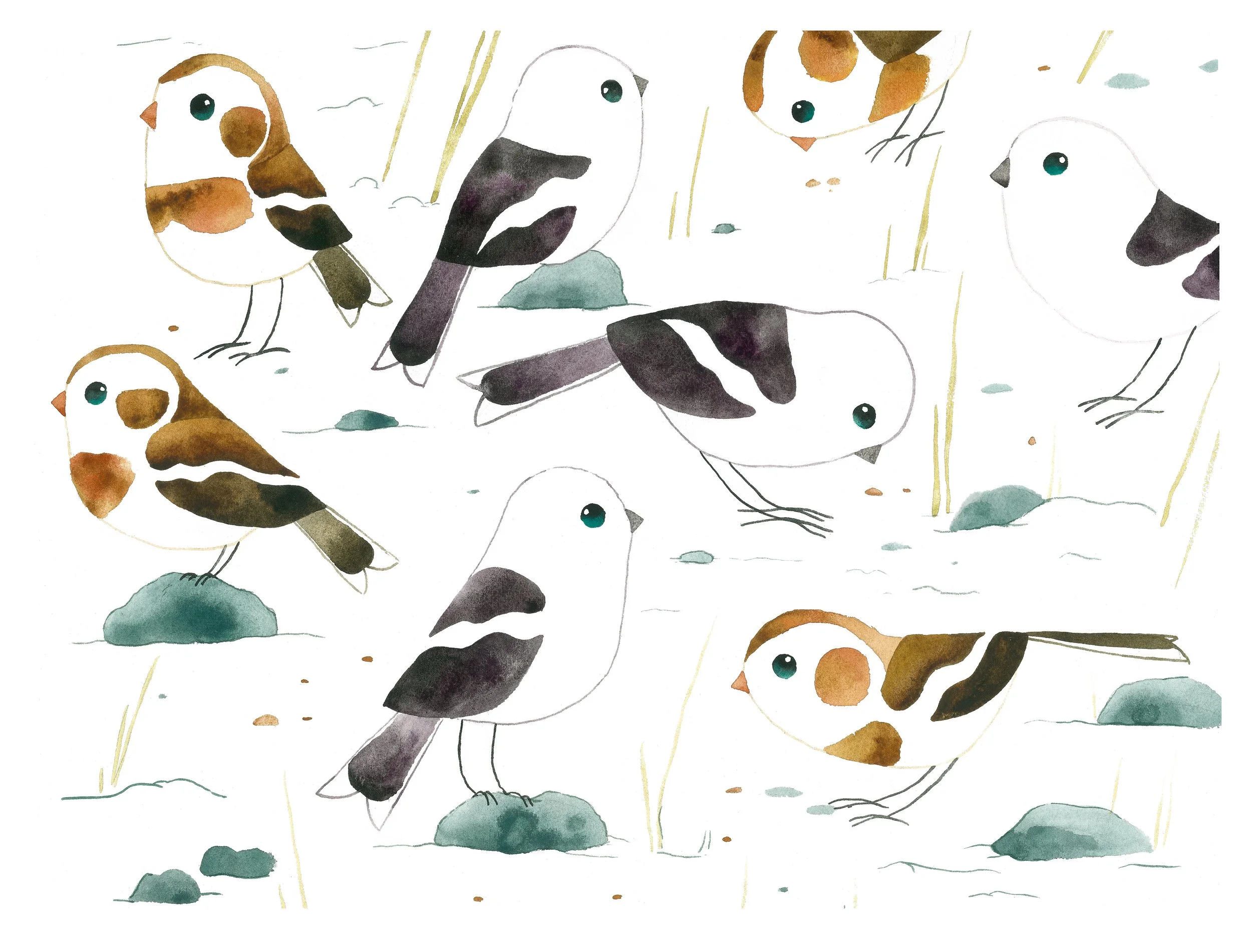 snow buntings (from Charm Of Goldfinches) .jpg