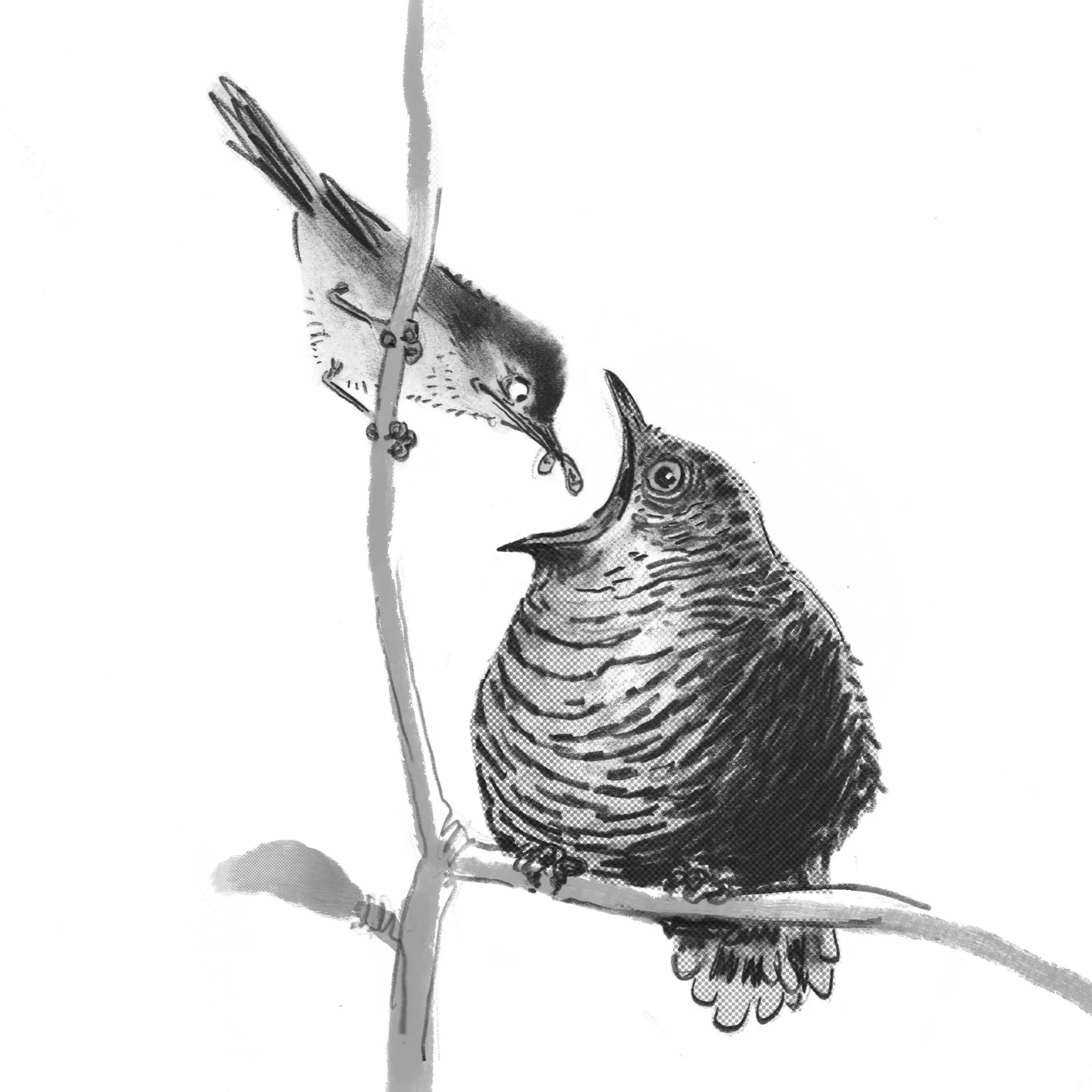 Cuckoo b&w.jpg