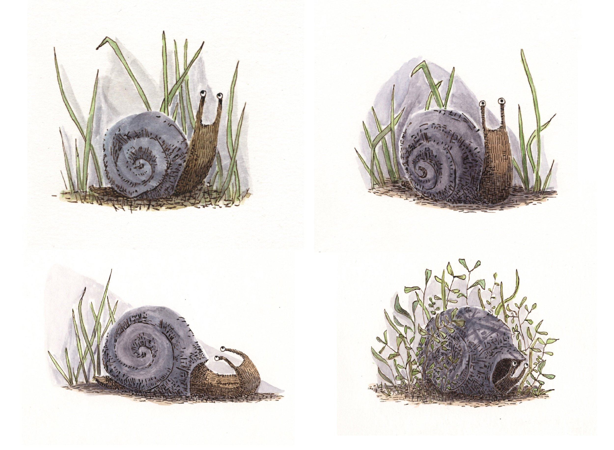 snail.jpg
