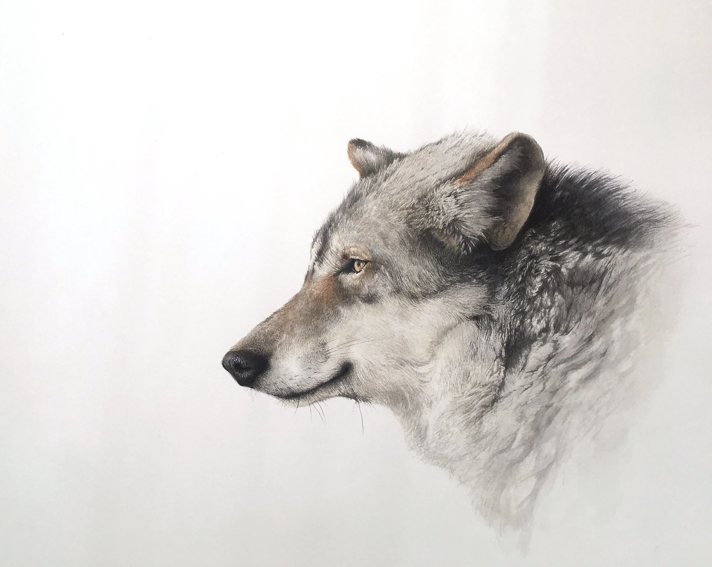 wolfy1.jpg