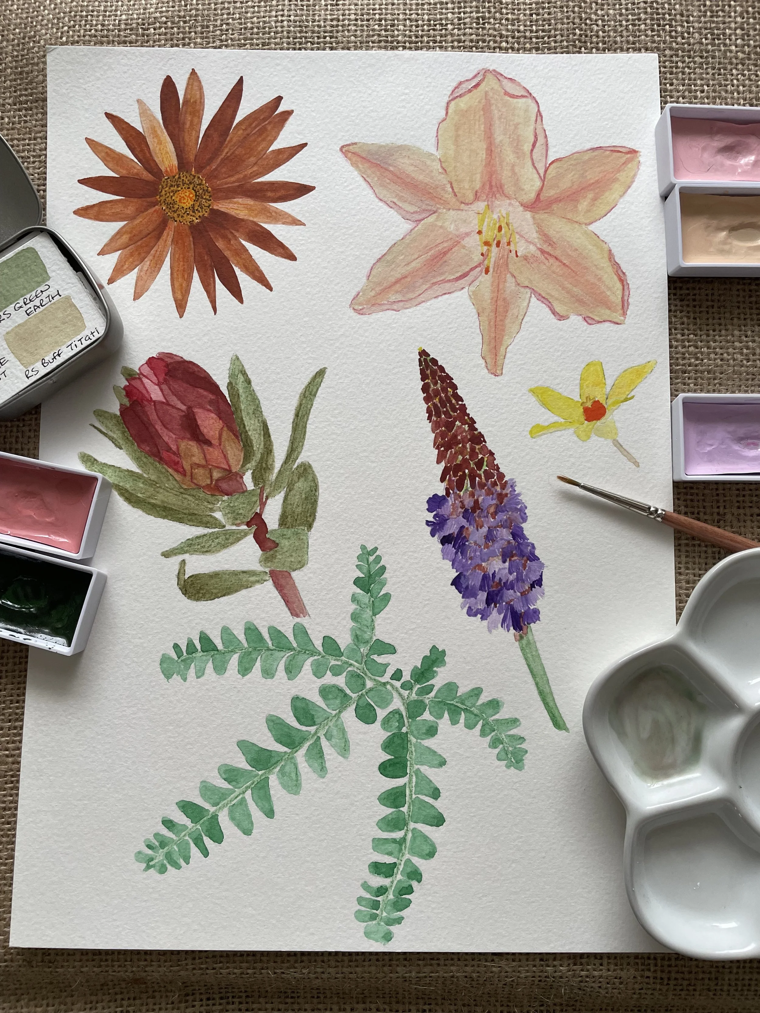 A selection of watercolour botanicals from my sketchbook.