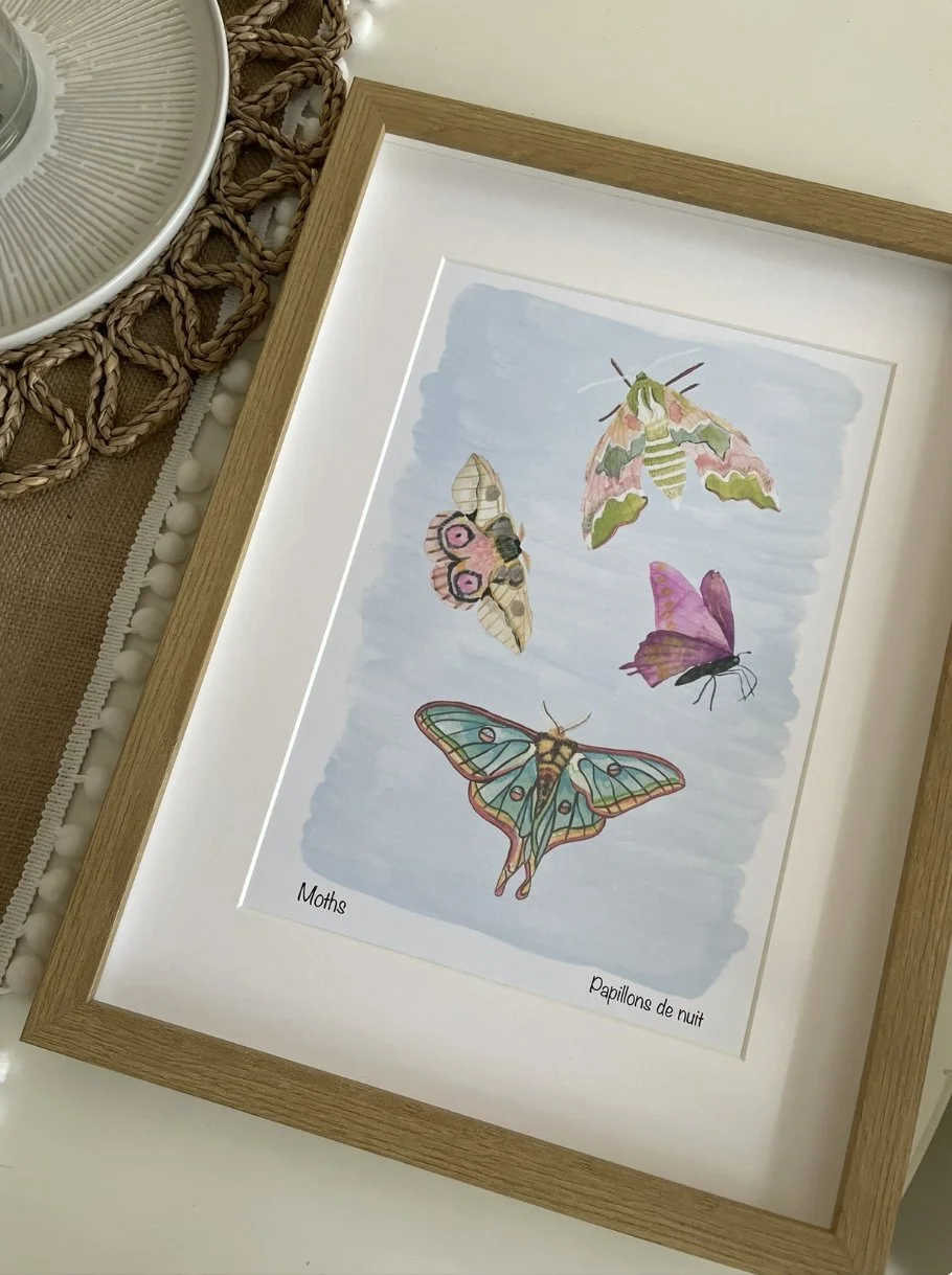 Framed illustration of five different moths. The background is light blue. The bottom labels read "Moths" and "Papillons de nuit".