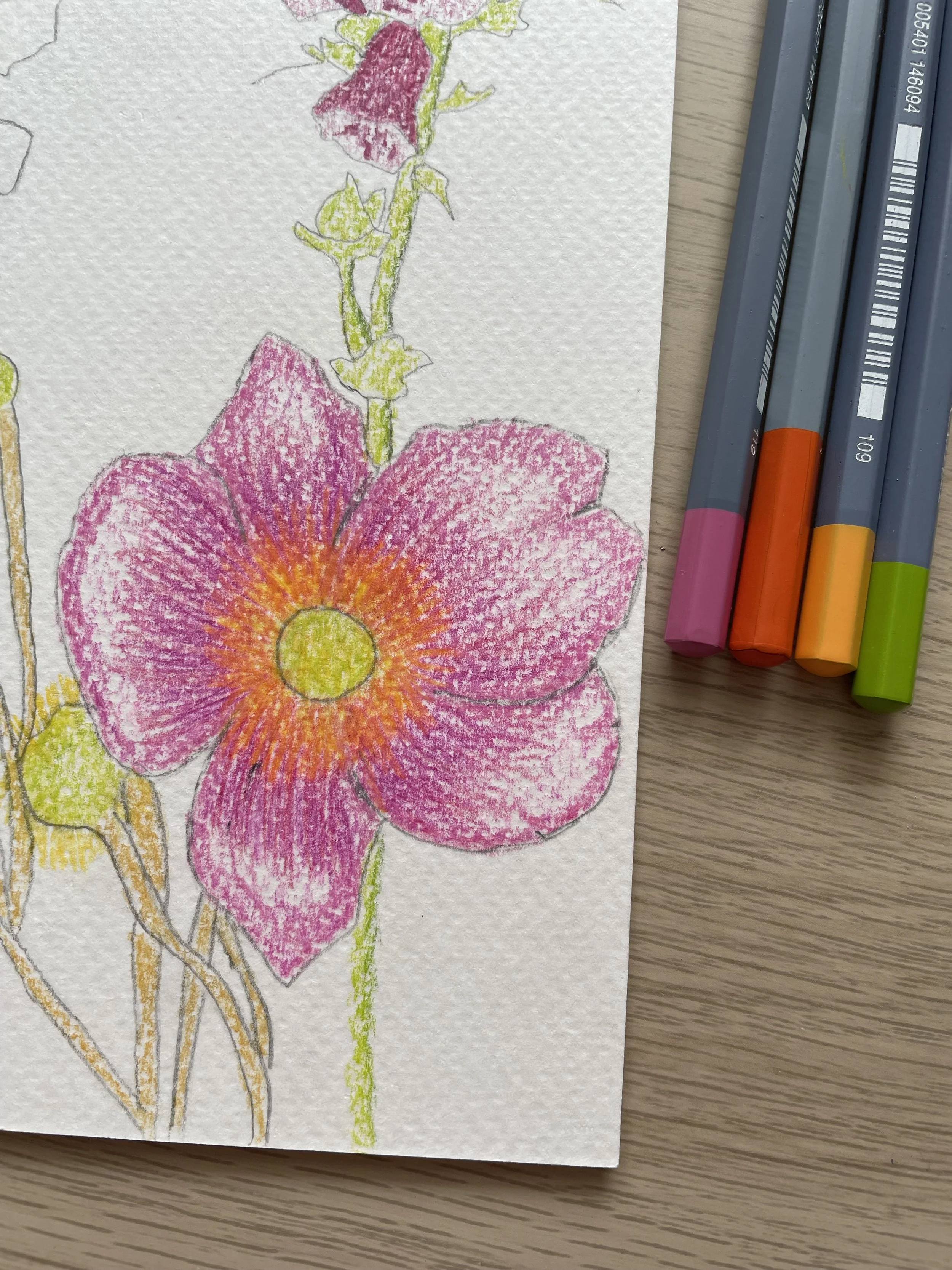 Watercolour pencils Anemone on rough watercolour paper.