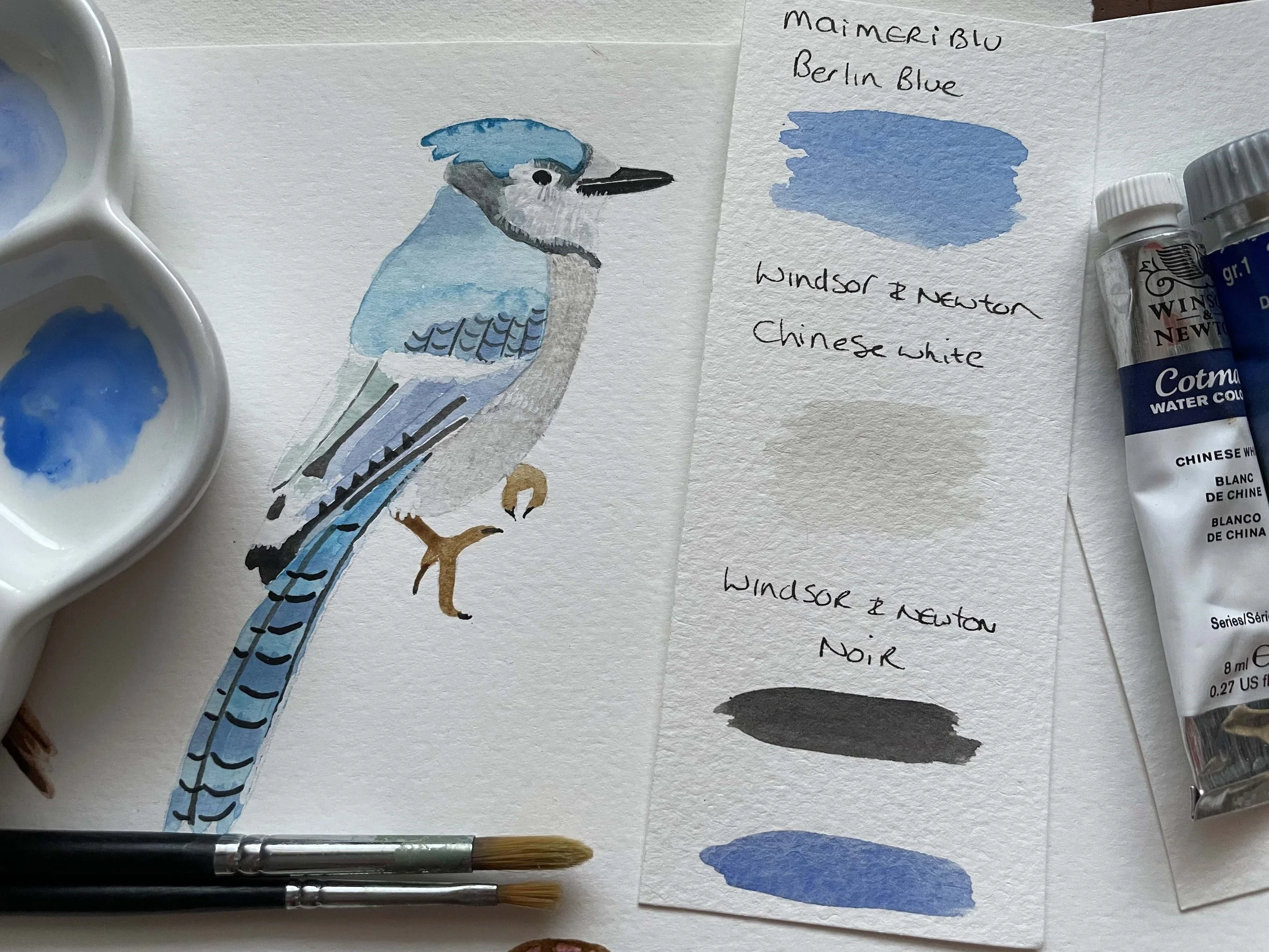 Blue jay.jpg