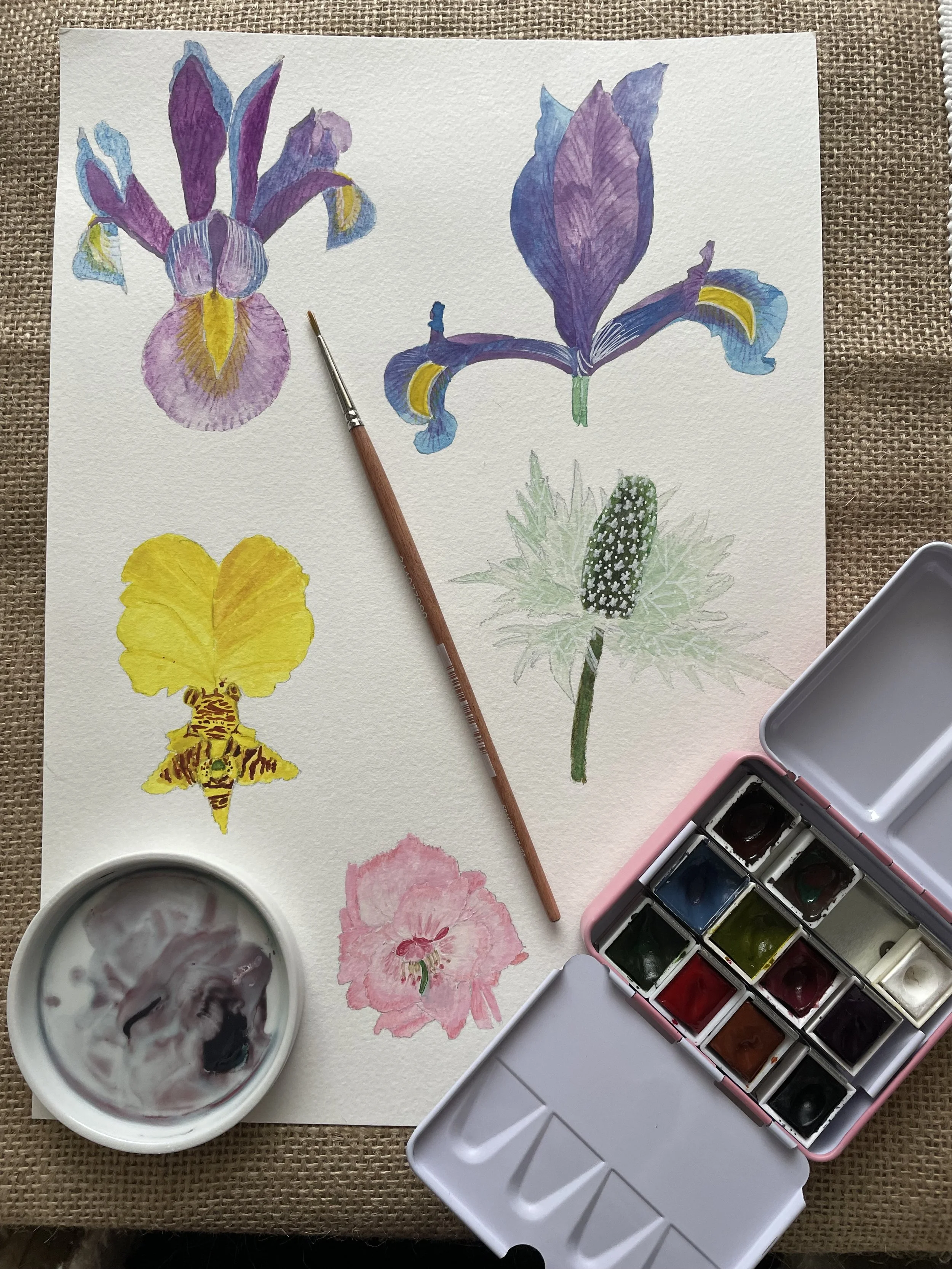 A collection of botanicals painted in watercolours and watercolour pencils.