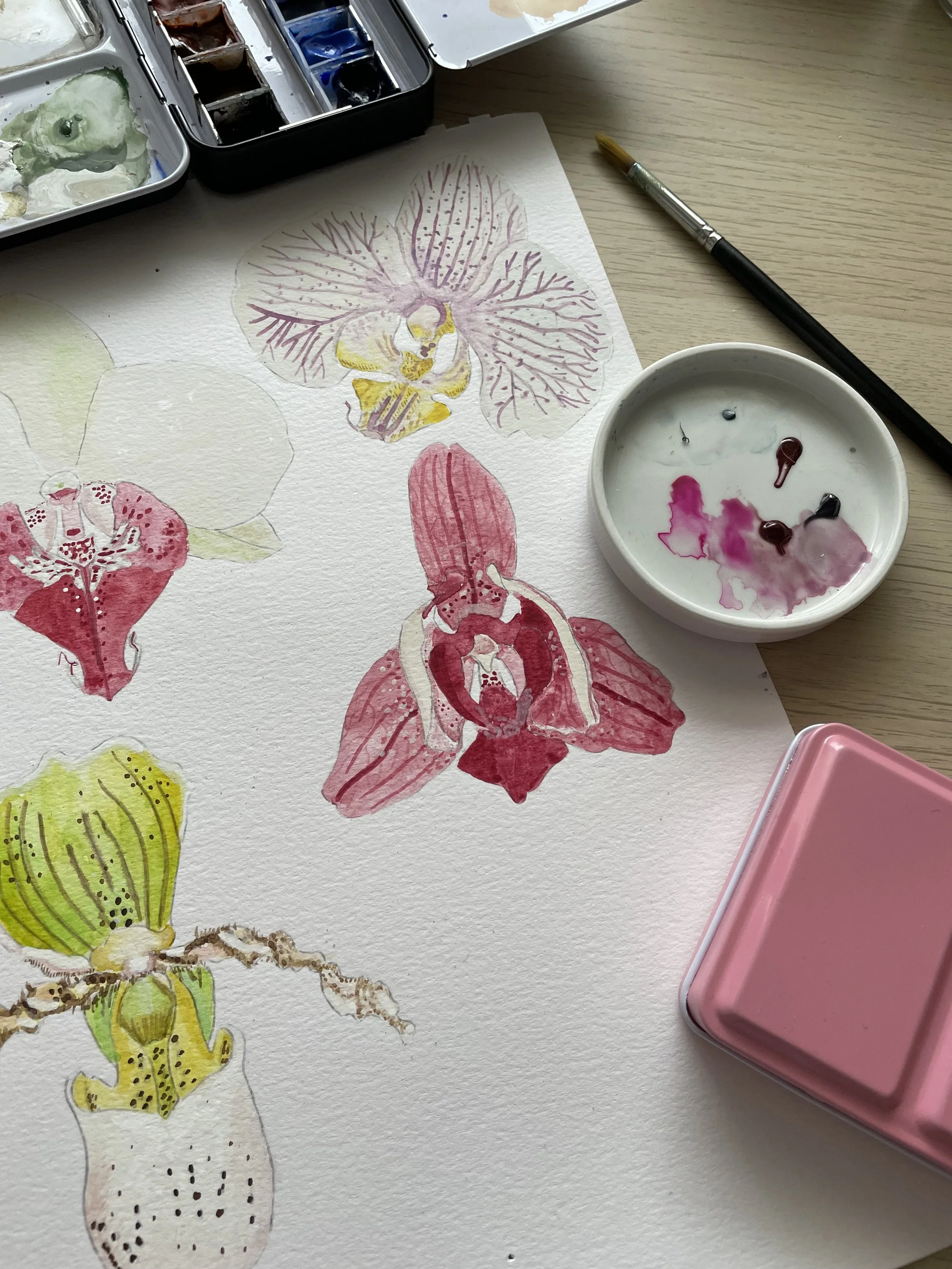 A selection of orchids painted in watercolours.
