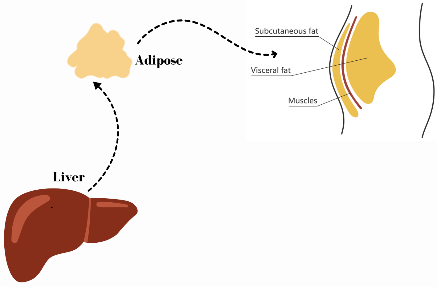 QL Biopharm's GLP-1/FGF21 Dual Agonist ZT003 Obtains FDA Approval for ...