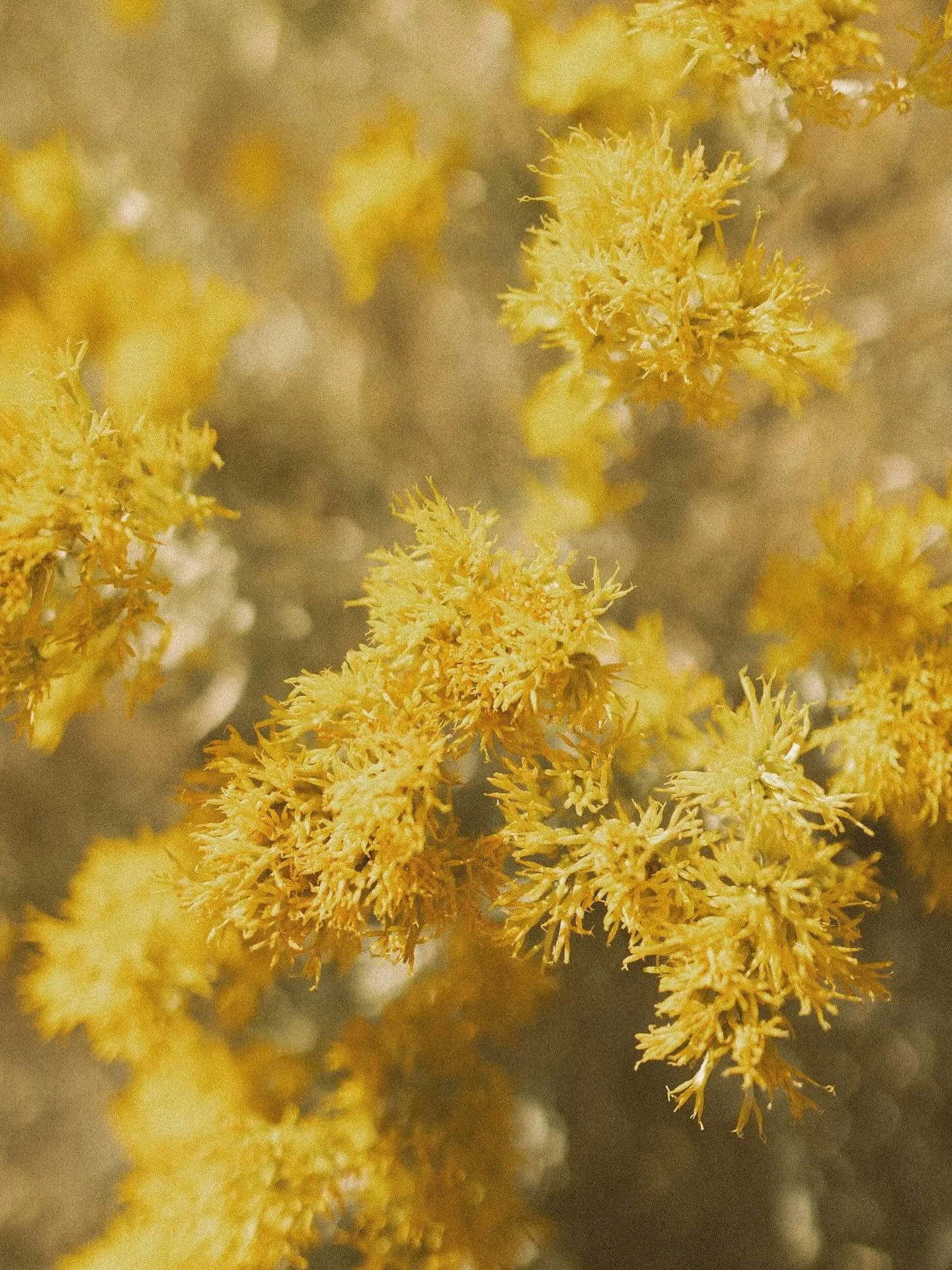 I&rsquo;ve been brainstorming things to do with the many *many* landscape &amp; detail images collecting dust on my laptop. While I still hope to get a print site up and running, for now I&rsquo;m going to start doing WALLPAPER WEDNESDAY! ✨

Most Wed