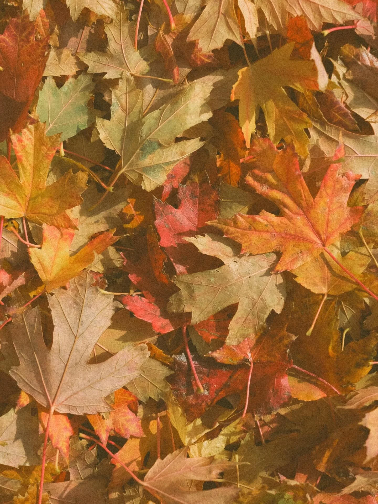 Grateful today and always for YOU for trusting me, year after year, to document all your seasons! And also for not judging the weird shooting positions I get myself into while I do it 😆 Happy Thanksgiving! 🧡