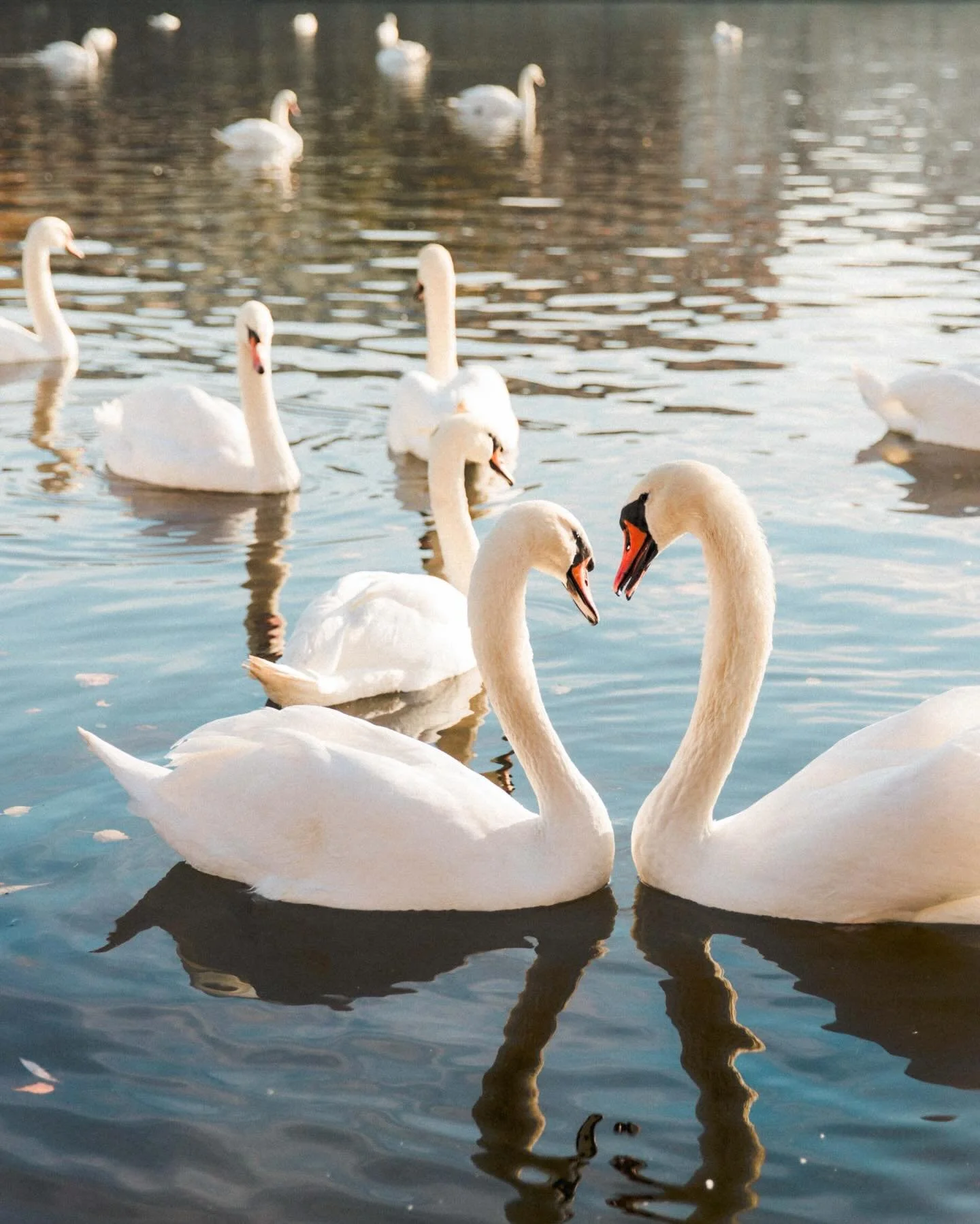 Wallpaper Wednesday is back too! Some pretties for you to screenshot + give your phone a little refresh. Because it&rsquo;s February it seemed fitting to share some Valentine themed ones 💗💗💗 Grab them in my stories! #wallpaperwednesday