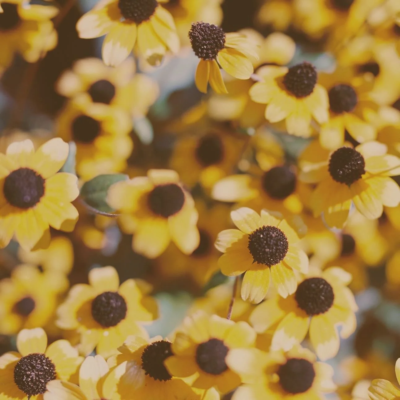 Wallpaper Wednesday (but Thursday 😜) coming right at ya in stories! I don&rsquo;t know about you, but today&rsquo;s sunshine is giving me LIFE. Couldn&rsquo;t help but go heavy on the flowers this time. #wallpaperwednesday