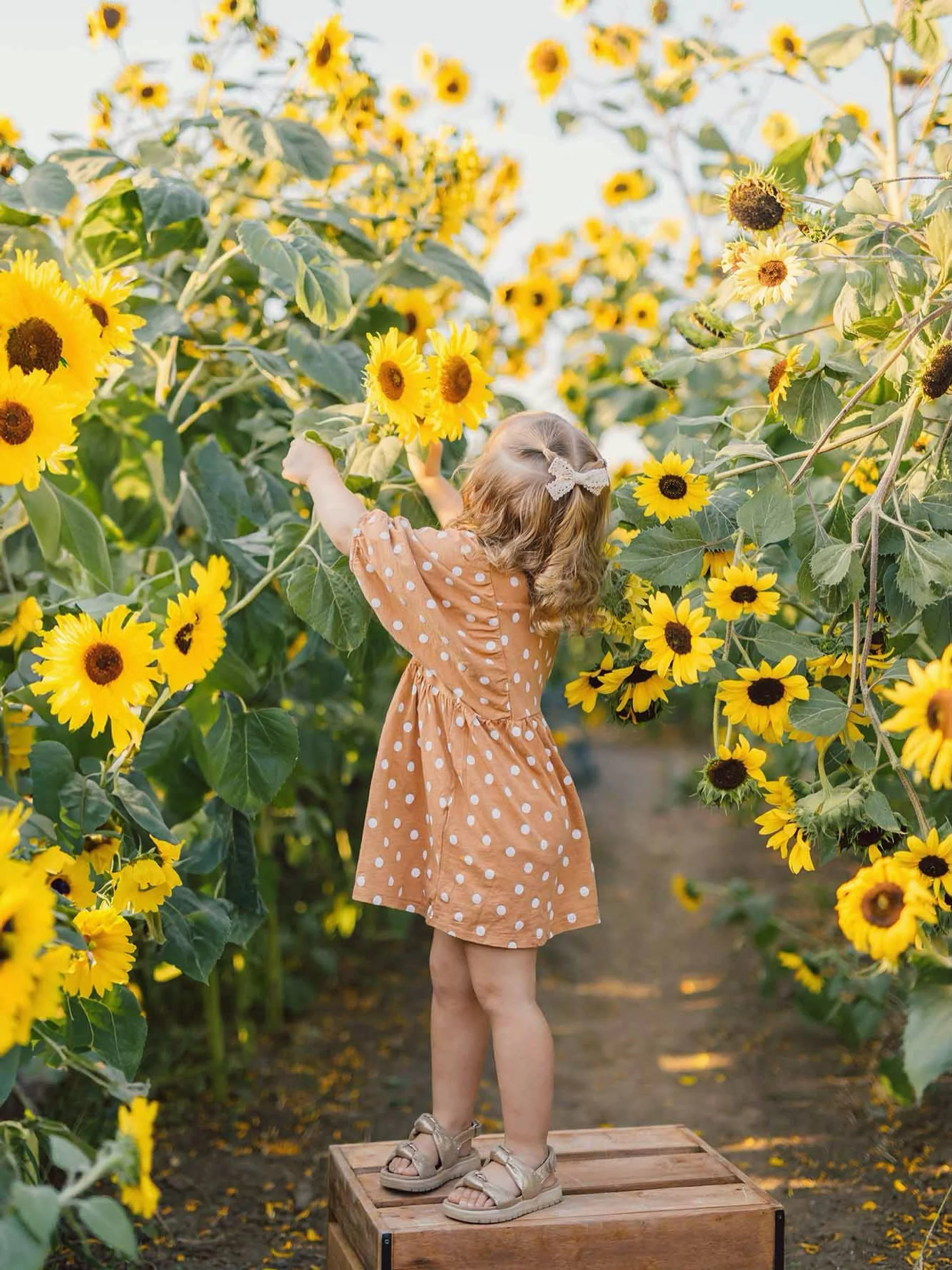 Wallpaper Wednesday is ALLL about sunflowers today! I&rsquo;ll never get tired of sunflower season - they&rsquo;re just such happy little bursts of sunshine ☀️☀️☀️ Head over to my stories and screenshot your favorites!