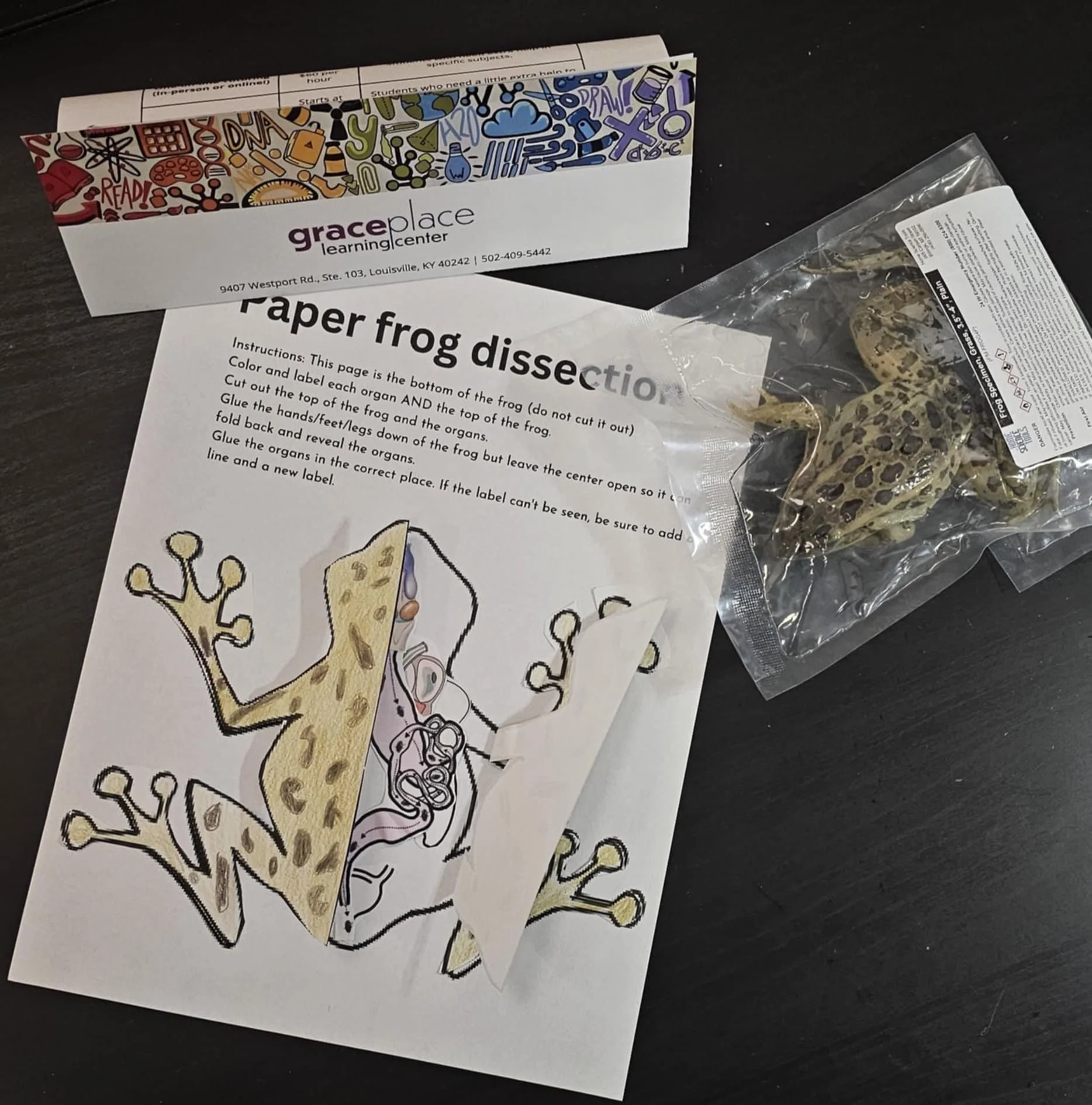 Paper frog dissection with a real frog in a bag