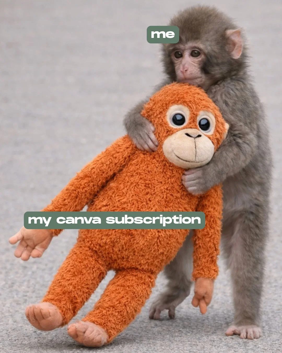 if ur not experiencing maternal feelings for punch the monkey we are NOT the same 🐒