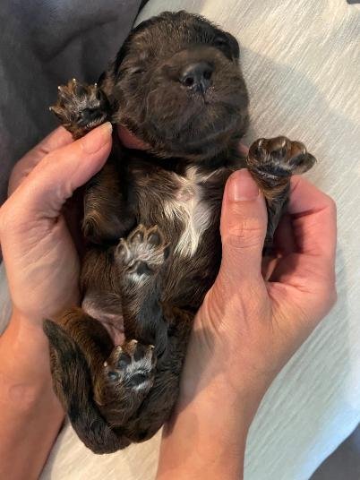 blue merle 3 goldendoodle.jfif