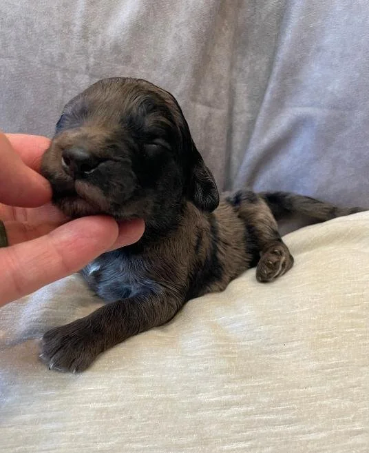blue merle 1 goldendoodle.jfif