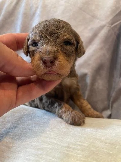 brown merle 1.jfif