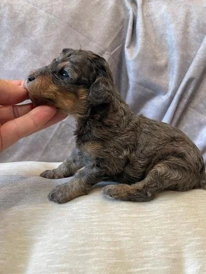 blue merle phantom.jfif