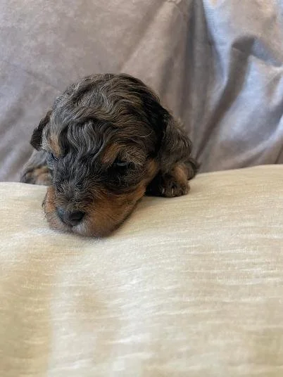 blue merle 1.jfif