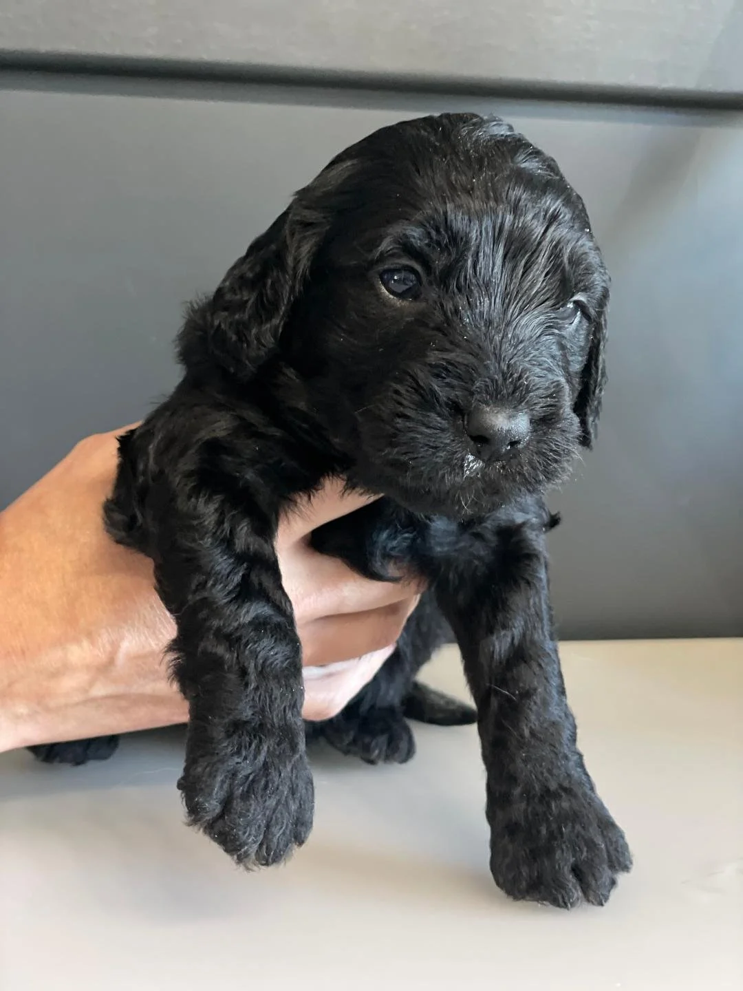 Black Goldendoodle