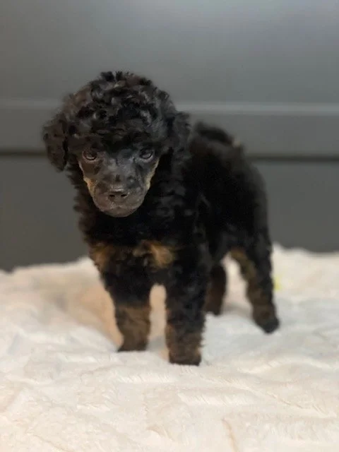 Black Phantom Poodle