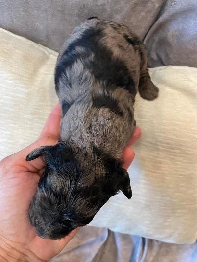 Blue Merle Goldendoodle
