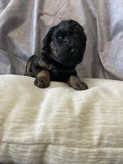 Black Phantom Poodle