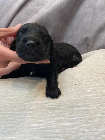Black Goldendoodle