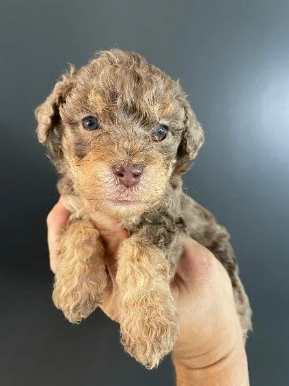 Brown Merle Phantom