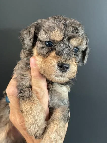 Blue Merle Phantom