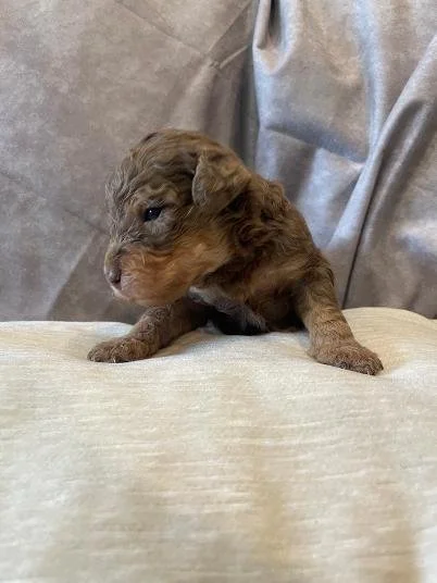 brown merle phantom.jfif