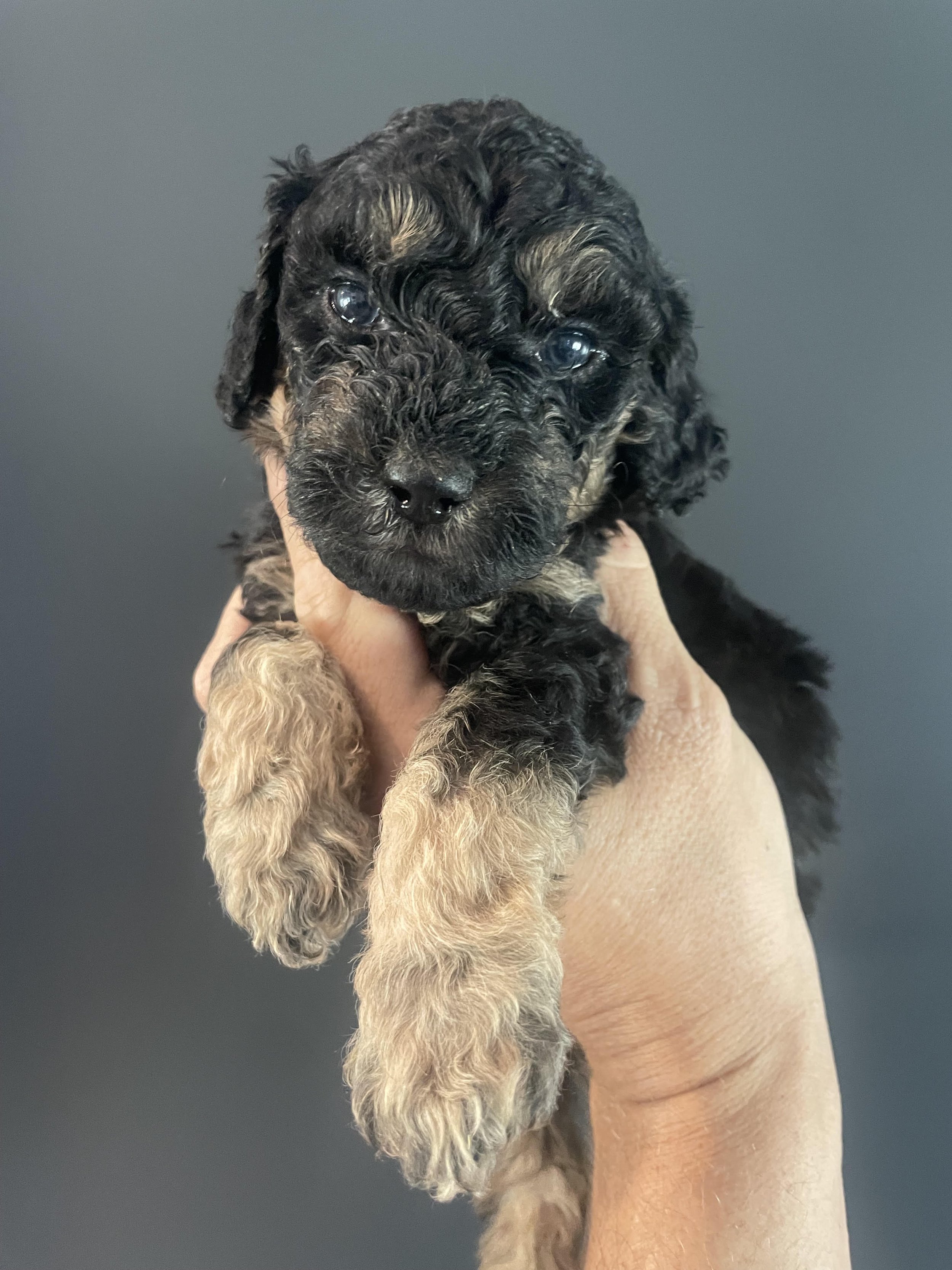 black phantom poodle.jpg