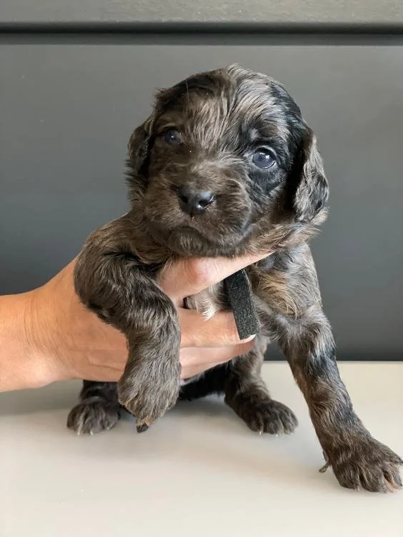 Blue Merle Goldendoodle