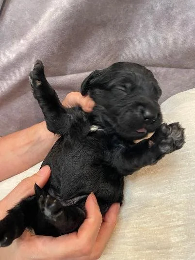 Black goldendoodle.jfif