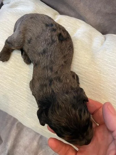 blue merle 2 goldendoodle.jfif