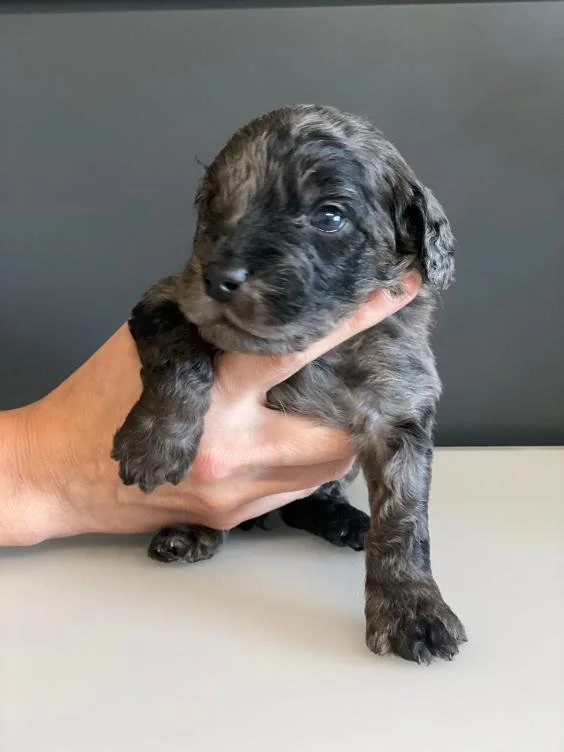 Blue Merle Goldendoodle