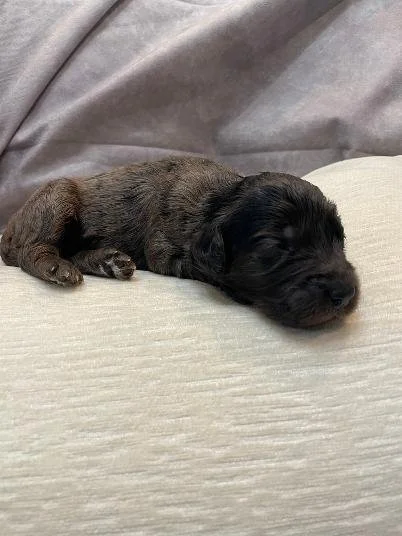 Blue Merle Phantom Goldendoodle