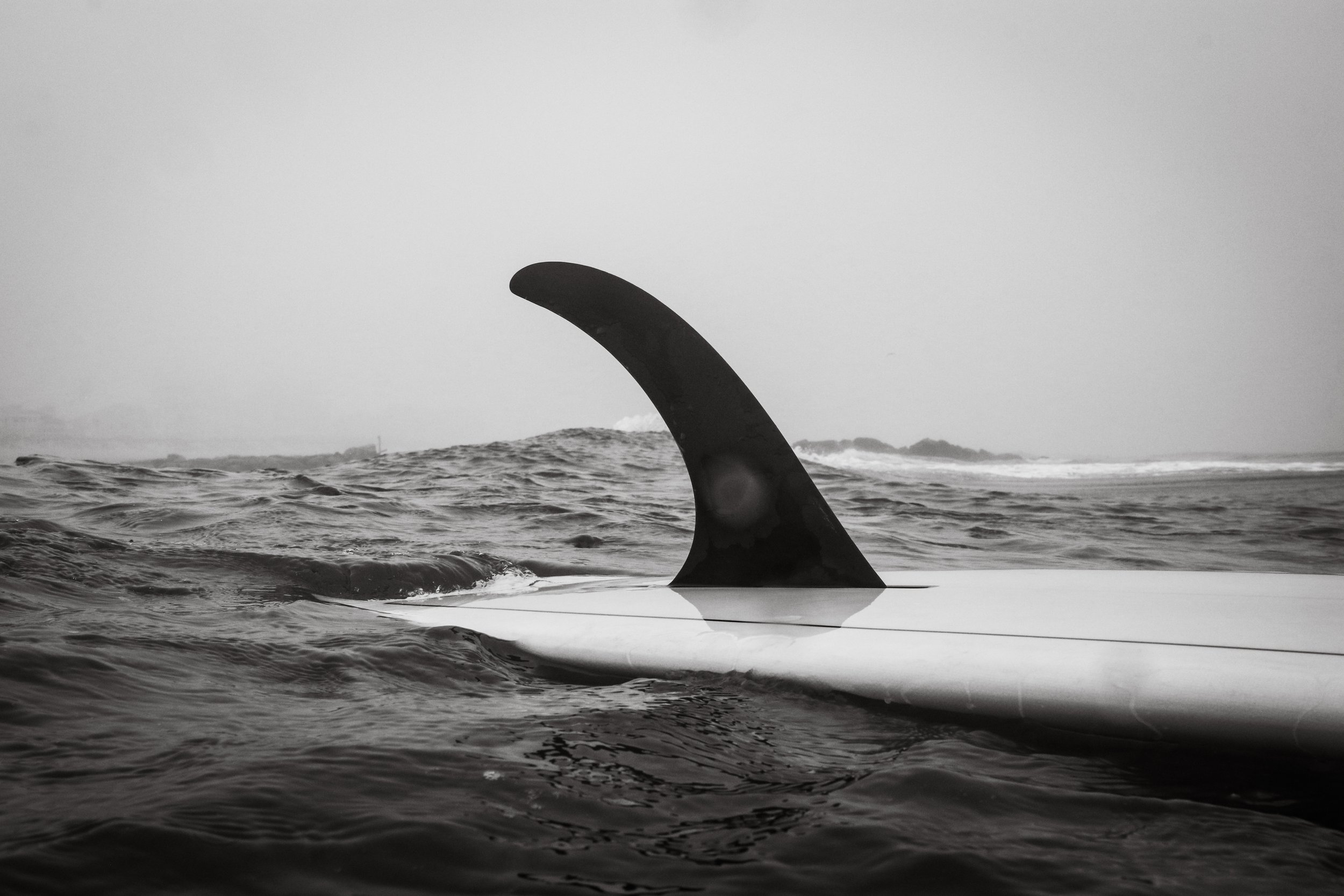 A black and white photo showing a whale's dorsal fin above the ocean surface, with a distant shoreline in the background.