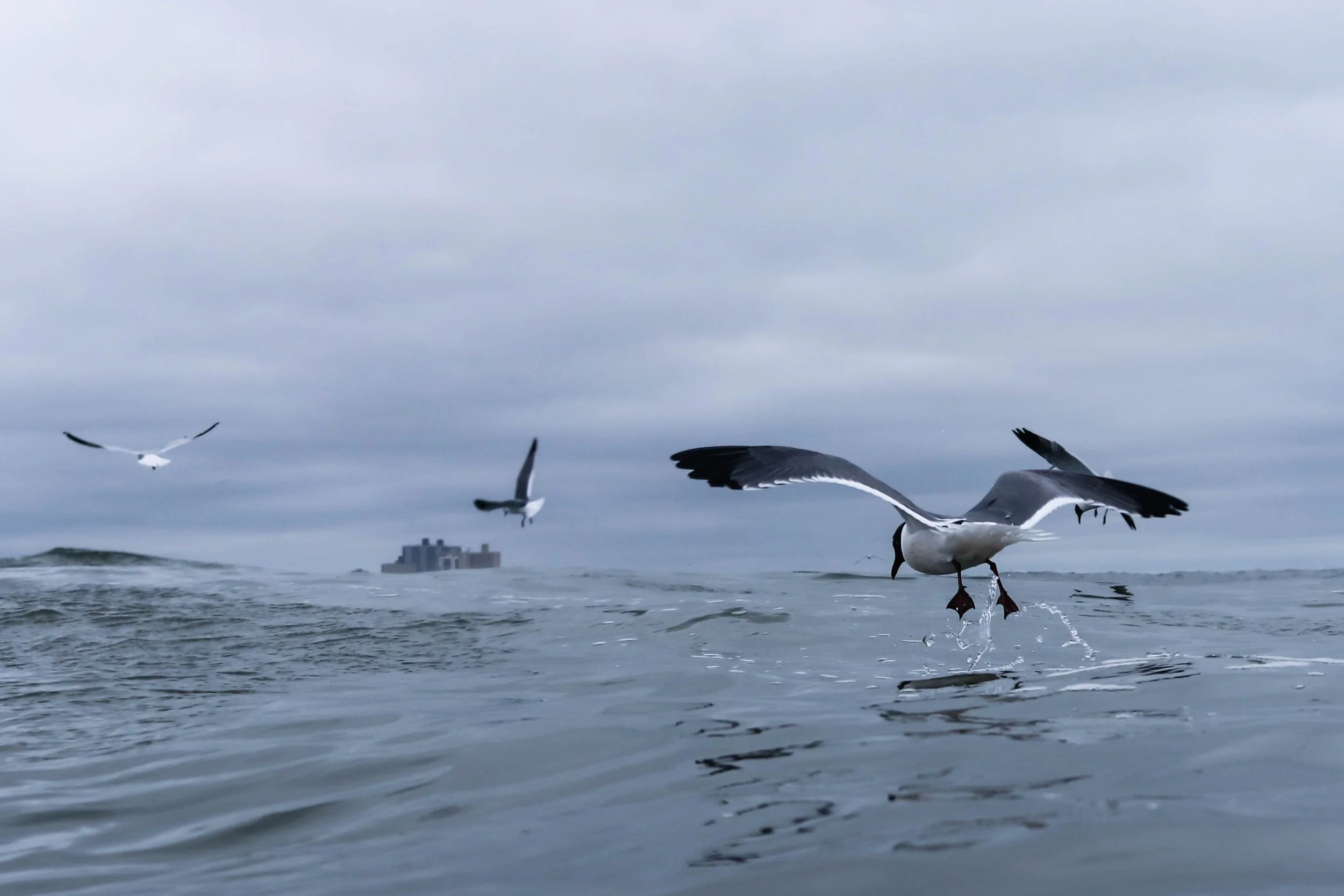 Seagulls flying over the ocean on a cloudy day, with a large ship in the background.